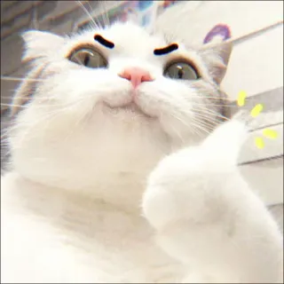 🐈 kucing, binatang, jempol ke atas, anak kucing, imut, hewan peliharaan, mamalia telegram sticker