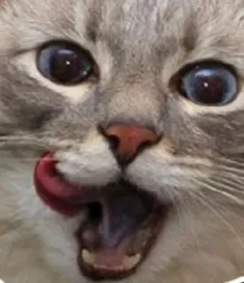 🌟 kucing, meme, binatang, menjilat, lucu, hewan peliharaan telegram sticker