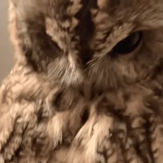 🦉 sowa, ptak, dzika przyroda, natura, zwierzę, ptasi telegram sticker