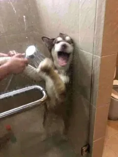 🚿 telegram sticker