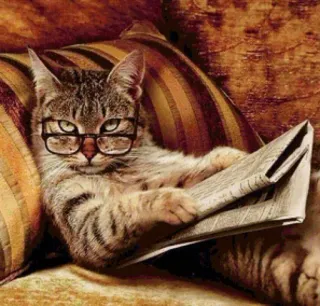 😼 gato, lendo, óculos, jornal, animal, animal de estimação telegram sticker