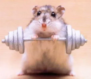 💪 hamster, weightlifting, animal, rodent, fitness telegram sticker