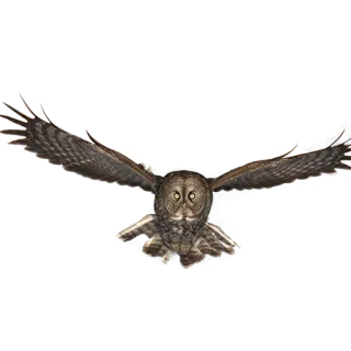 👻 owl, bird, wildlife, animal, great grey owl, flight, nature telegram sticker