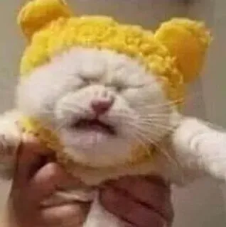 😖 cat, animal, pet, cute, hat, yellow telegram sticker