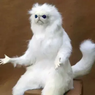 🙂 고양이, 밈, 웃긴, 당황, 제스처, 동물 telegram sticker