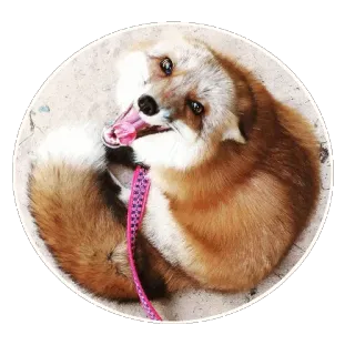 🦊 fuchs, tier, süß, haustier, zahmer fuchs, pinke leine telegram sticker