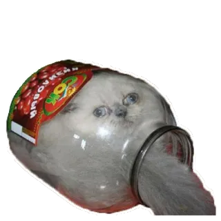 🤤 ХВОЙНЕЙ cat, jar, funny, animal, kitten, stuck telegram sticker