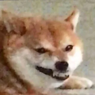 🌟 cane, meme, shiba inu, animale, animale domestico telegram sticker