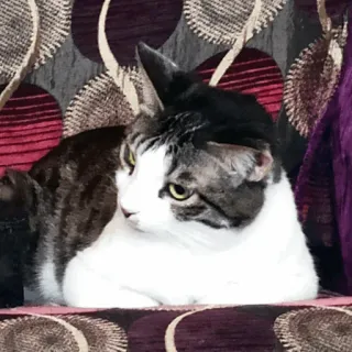 ❔ gatto, animale domestico, animale, animale domestico, felino telegram sticker