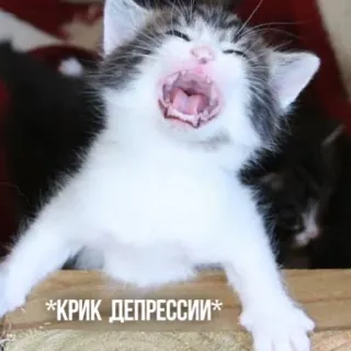 😫 *КРИК ДЕПРЕССИИ* แมว, ลูกแมว, ซึมเศร้า, กรีดร้อง, สัตว์, มีม telegram sticker
