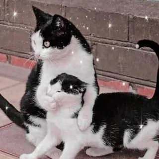🐱 Katze, Kätzchen, Haustier, Tier, süß, Katzenartig, Schwarzweiß telegram sticker