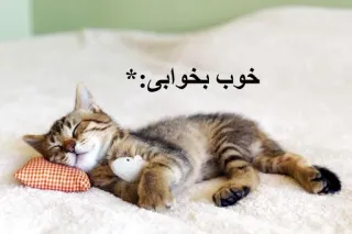 💤 خوب بخوابی:* cat, sleep, sleeping, cute, good night, kitten telegram sticker