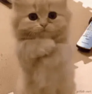 🍪 cat, kitten, cute, animal, pet whatsapp sticker