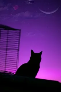 💜 Katze, Silhouette, Nacht, Lila, Mond, Sterne, Himmel, Planet, UFO telegram sticker