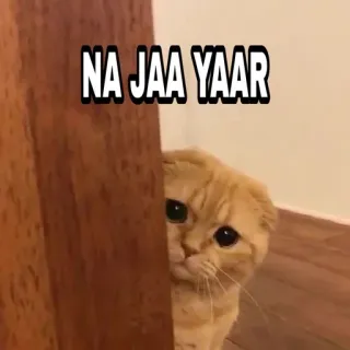 🍁 NA JAA YAAR Katze, traurig, süß, Meme, Tier, Haustier, flehend, na jaa yaar telegram sticker