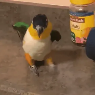 😎 鳥, 動物, オウム, キボウシインコ telegram sticker