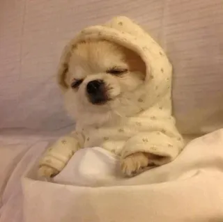 🐩 dog, sleeping, hoodie, cute, puppy, animal telegram sticker