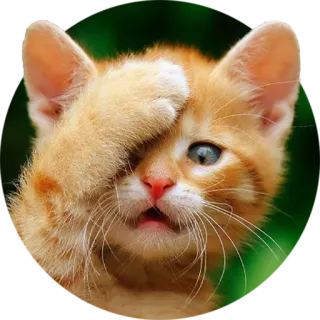 🙀 cat, kitten, cute, animal, pet, orange, peekaboo telegram sticker