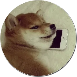📞 chien, chiot, animal, animal de compagnie, téléphone, shiba inu whatsapp sticker