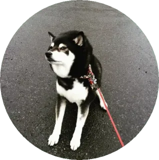 🥶 pies, shiba inu, czarno-białe, zwierzę domowe, zwierzę, szczeniak telegram sticker