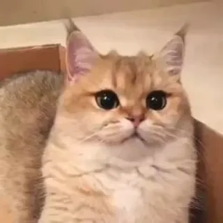 😃 gatto, animale, carino, animale domestico, felino telegram sticker