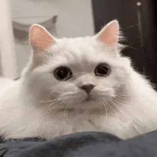 🤨 cat, white cat, cute, animal, pet whatsapp sticker