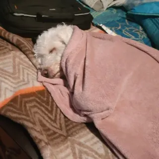 😴 cachorro, dormindo, cobertor, animal de estimação, fofo, aconchegante telegram sticker