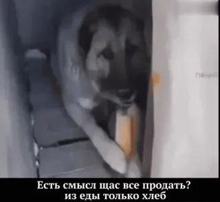 🌟 Есть смысл щас все продать?
из еды только хлеб chien, pain, nourriture, boîte, russe, animal whatsapp sticker