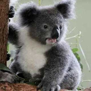 🐨 koala, animal, marsupial, australia, cute, wildlife, mammal telegram sticker
