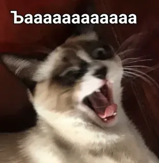 😫 baaaaaaaaaaaaaa kot, ziewanie, zwierzę, mem, śmieszne whatsapp sticker