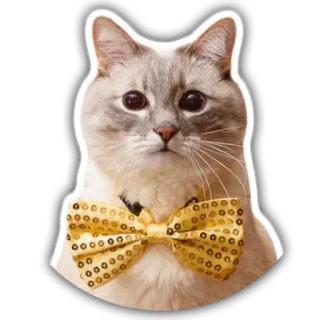 👔 gato, pajarita, animal, mascota, lindo whatsapp sticker