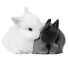 🐇