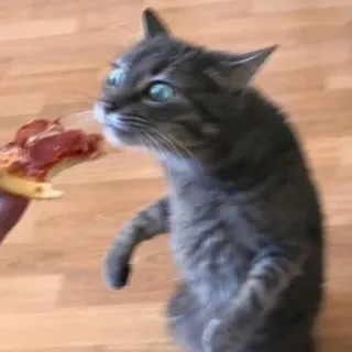 🐱 kucing, pizza, binatang, makanan, hewan peliharaan, imut, lucu telegram sticker