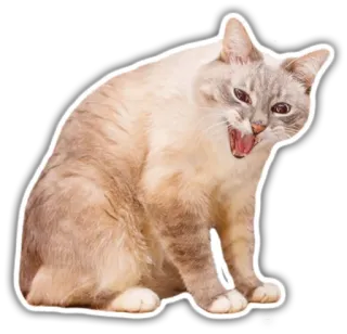 😫 gato, animal, mascota, felino, enojado, siseando whatsapp sticker