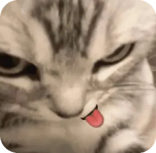 🌟 cat telegram sticker