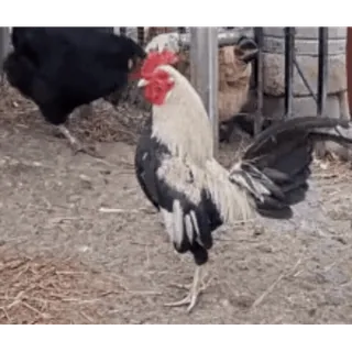 🐔 Huhn, Hahn, Bauernhof, Tier, Geflügel telegram sticker