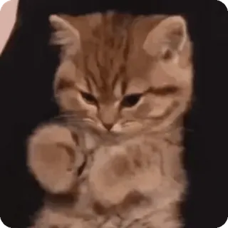 🌟 cat, kitten, cute, animal, pet, funny, meme telegram sticker