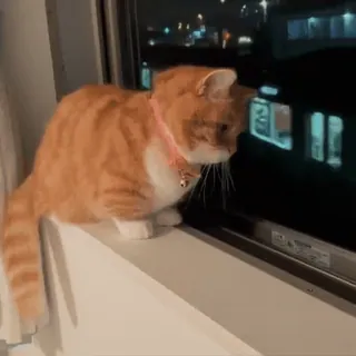 😹 cat, pet, animal, window, night, orange tabby telegram sticker