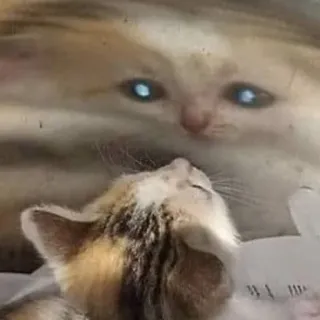 🕳 고양이, 새끼 고양이, 동물, 귀여운, 애완 동물, 밈 telegram sticker