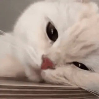 🐾 gato, animal, gato branco, animal de estimação whatsapp sticker