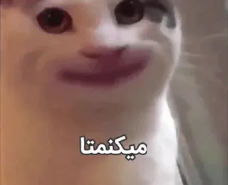 😐 ميكنمتا cat, meme, funny, animal telegram sticker