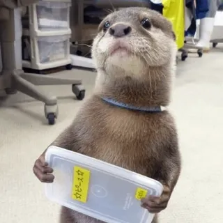 😬 ビースタ loutre, animal, mignon, boîte, bête telegram sticker