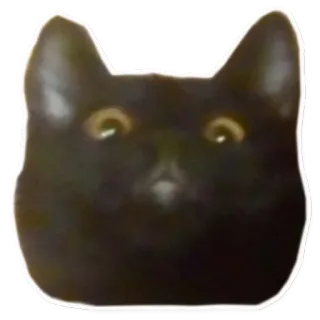 😐 cat, sticker, black cat, animal telegram sticker