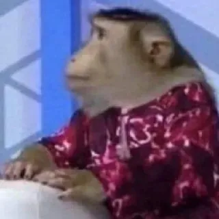 🙈 monkey, ape, animal, primate, sitting, clothing telegram sticker