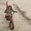 🚲