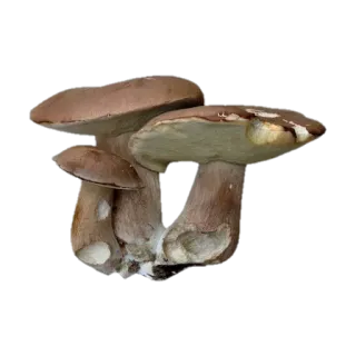🍄 버섯, 음식, 자연, 균류 telegram sticker