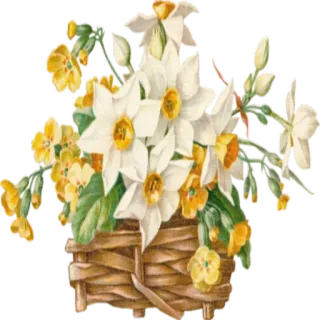 🌸 hoa, giỏ, hoa, bó hoa, mùa xuân, hoa thủy tiên telegram sticker