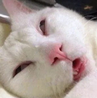 😾 gato, gato branco, animal, animal de estimação, meme, engraçado whatsapp sticker