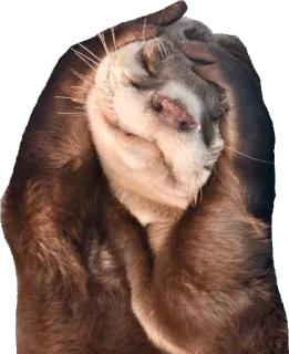 😱 wydra, zwierzę, słodki, smutny, ssak telegram sticker