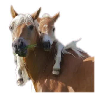 👪 животные, лошадь, кобыла, жеребенок, милый telegram sticker